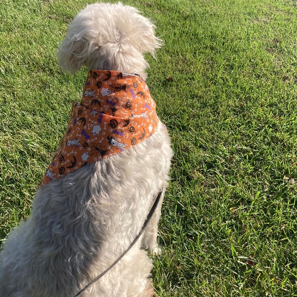 Meet your Posher, Laura - Picture 1 of 1